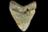 Fossil Megalodon Tooth - North Carolina #86963-2